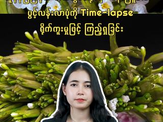 ယူနန်ပြည်နယ် အယ်ယွမ်ခရိုင်မှ “ပန်းဖြူလေး” ပွင့်လန်းလာပုံကို Time-lapse ရိုက်ကူးမှုဖြင့် ကြည့်ရှုခြင်း